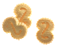 Butterachter